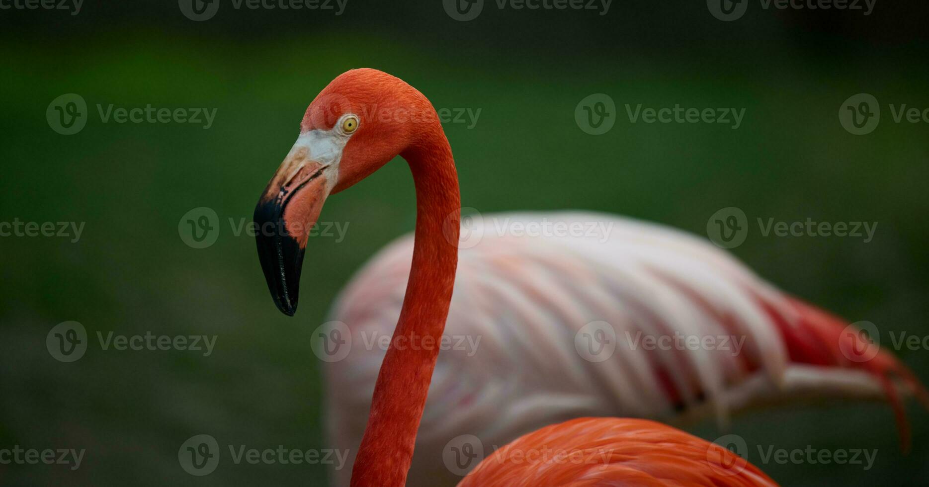 Red flamingo stands in nature, wild bird photo