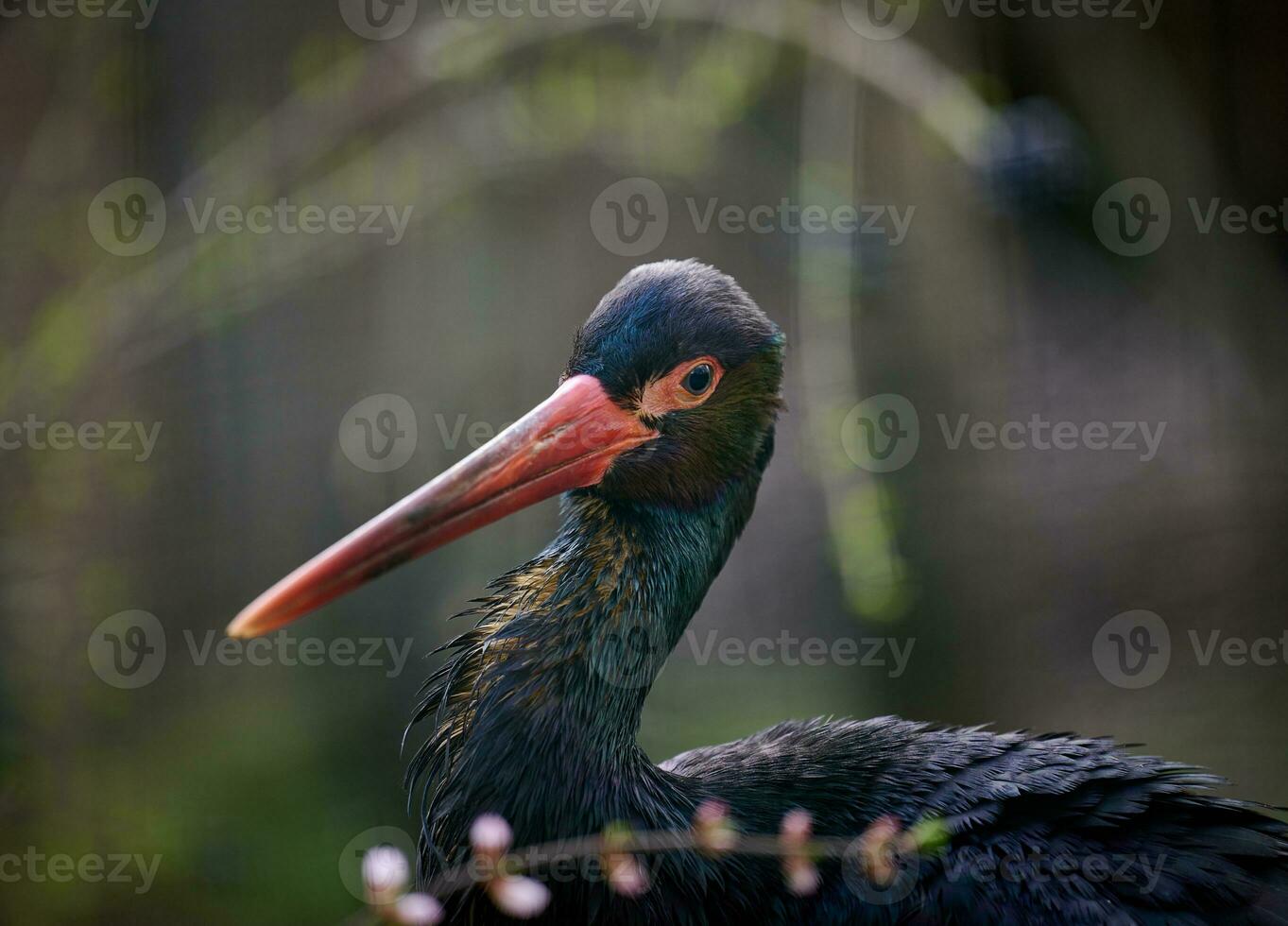 retrato de un negro cigüeña en naturaleza, salvaje pájaro foto