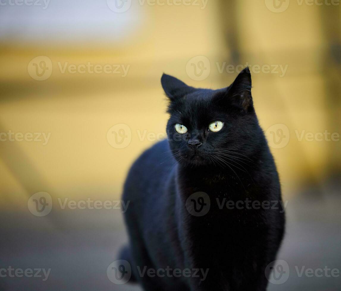 Adult black cat is resting in nature photo