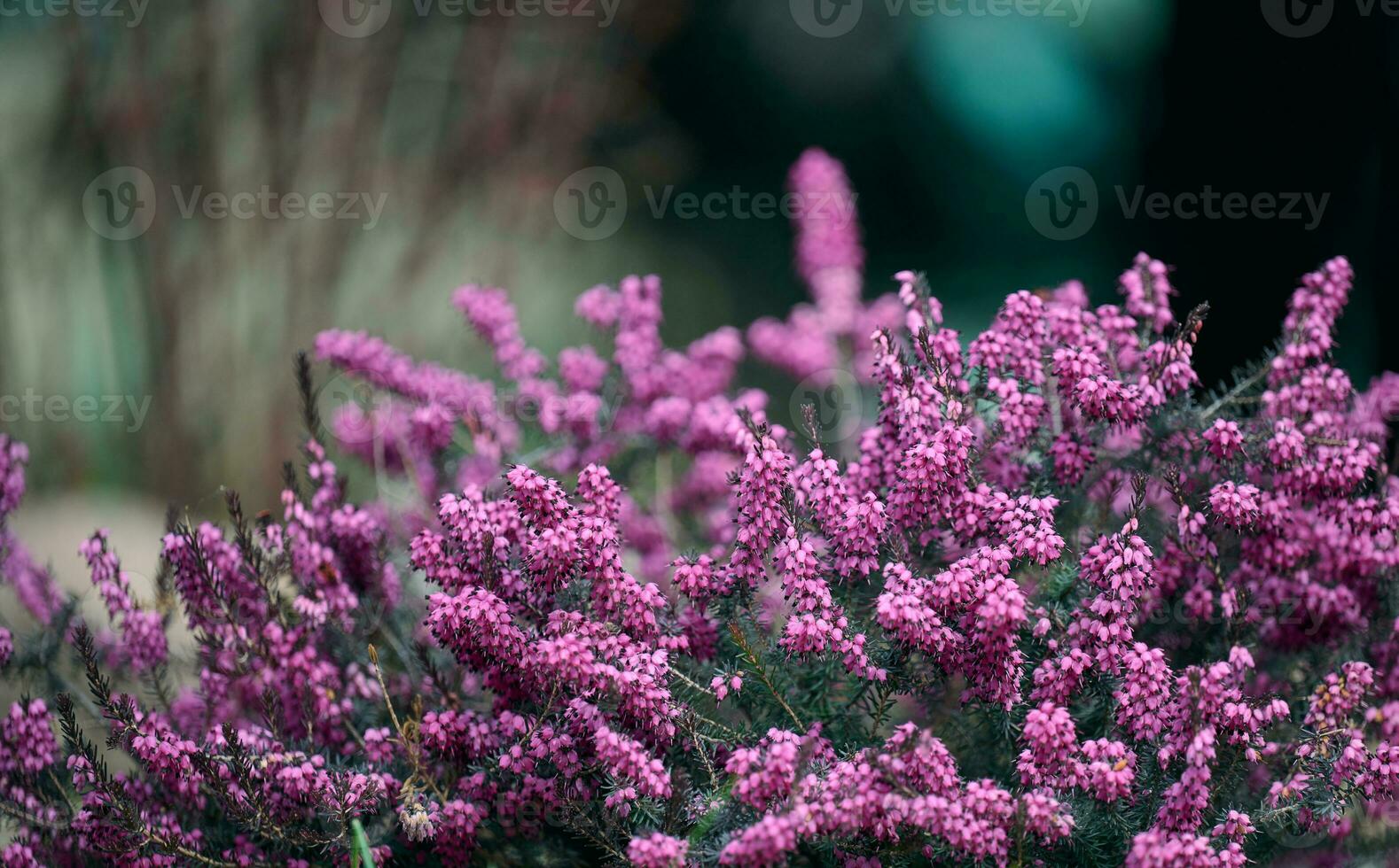 erica herbáceo arbusto creciente en el jardín en un primavera día foto