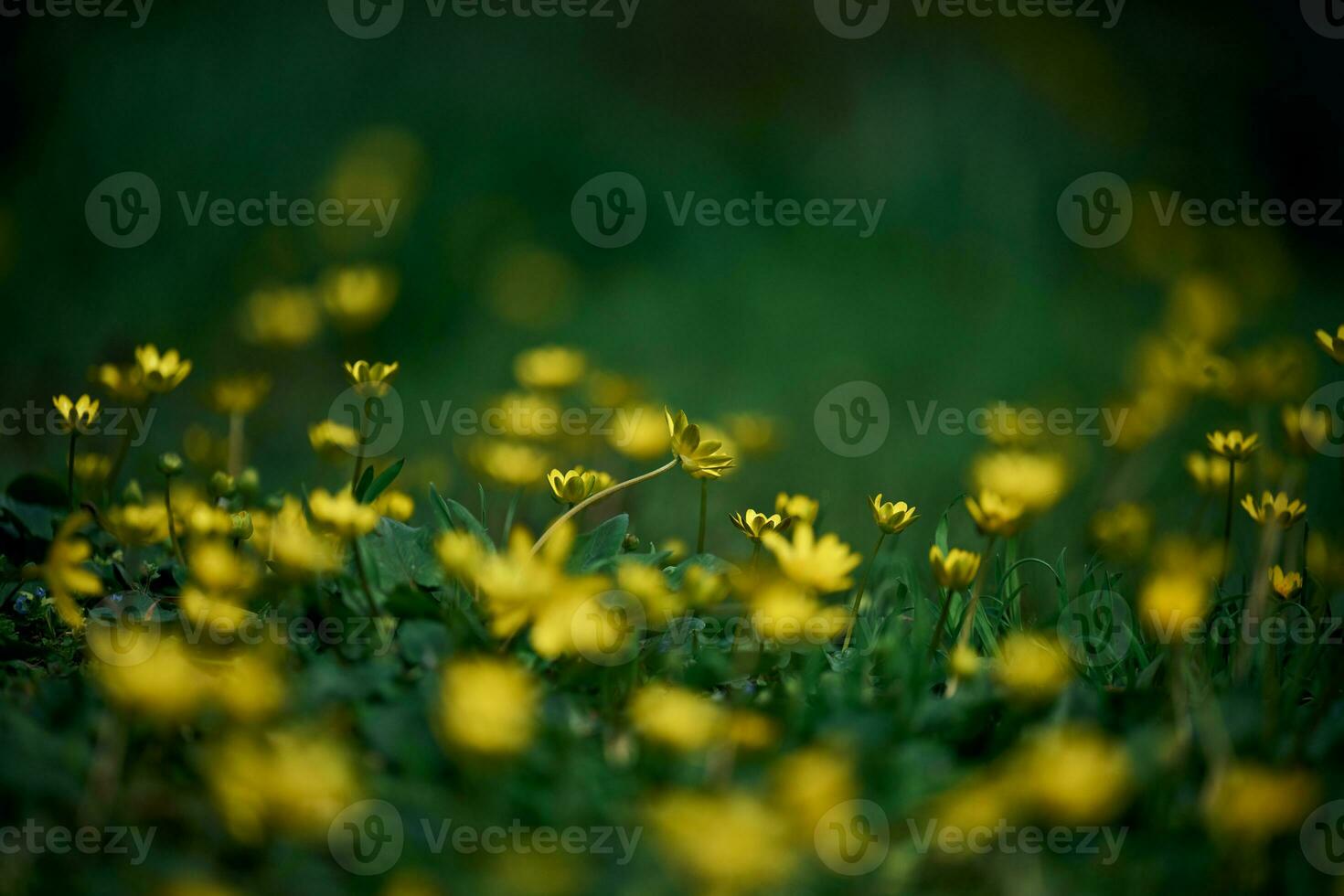 Lawn with green grass and yellow flowers Chistyak spring or Buttercup spring, macro photo