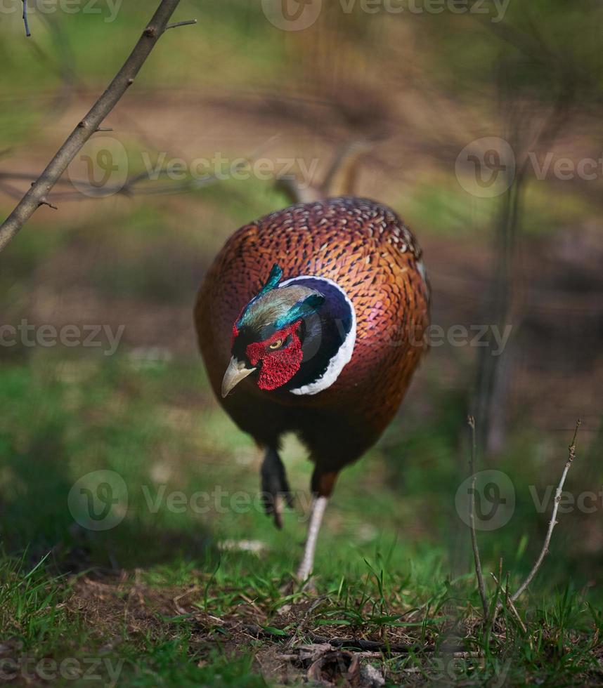 Adult male pheasant walking in the middle of a green lawn photo