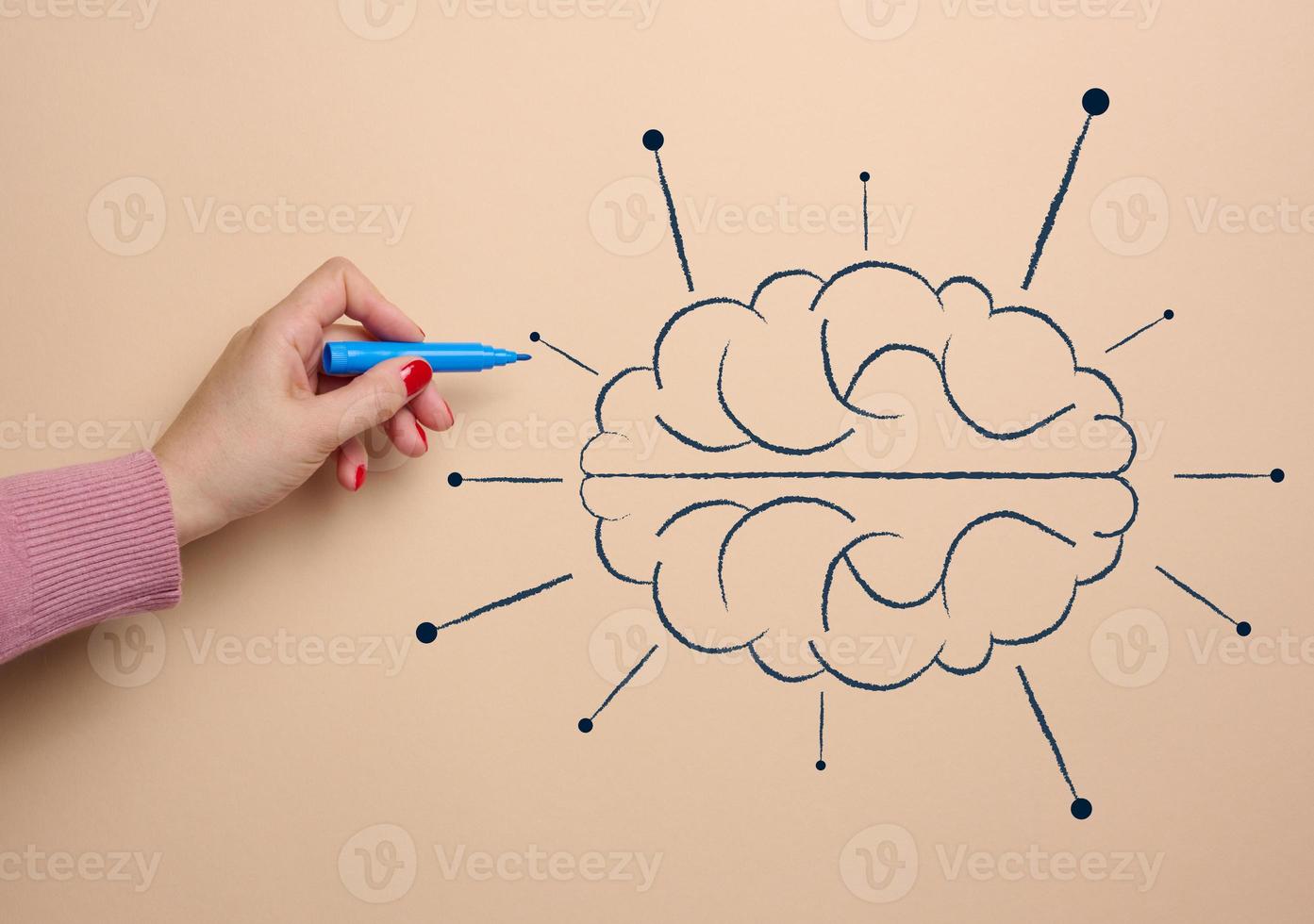 Human brain drawn with marker, concept of learning artificial intelligence by adding information photo