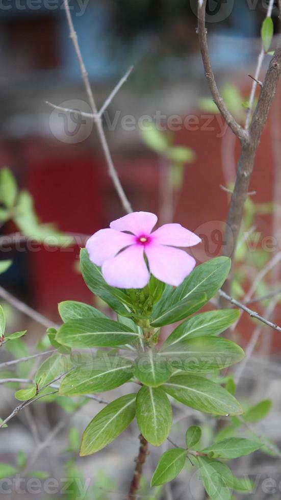 pink periwinkle flower on tree in garden at thailand photo