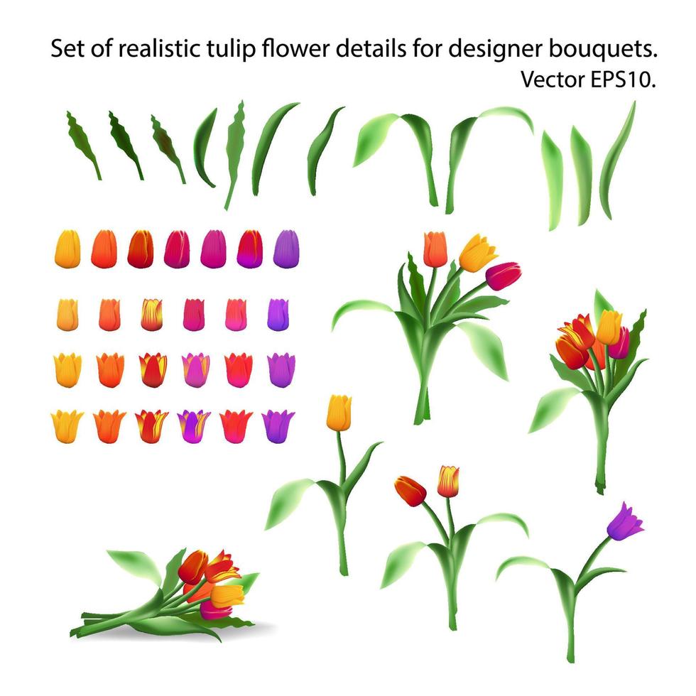 Set of realistic tulip flower details for arranging bouquets. Constructor. Designer of bouquets of tulips. Multi-colored buds, petals and stems. Long leaves. Isolated vector EPS10.