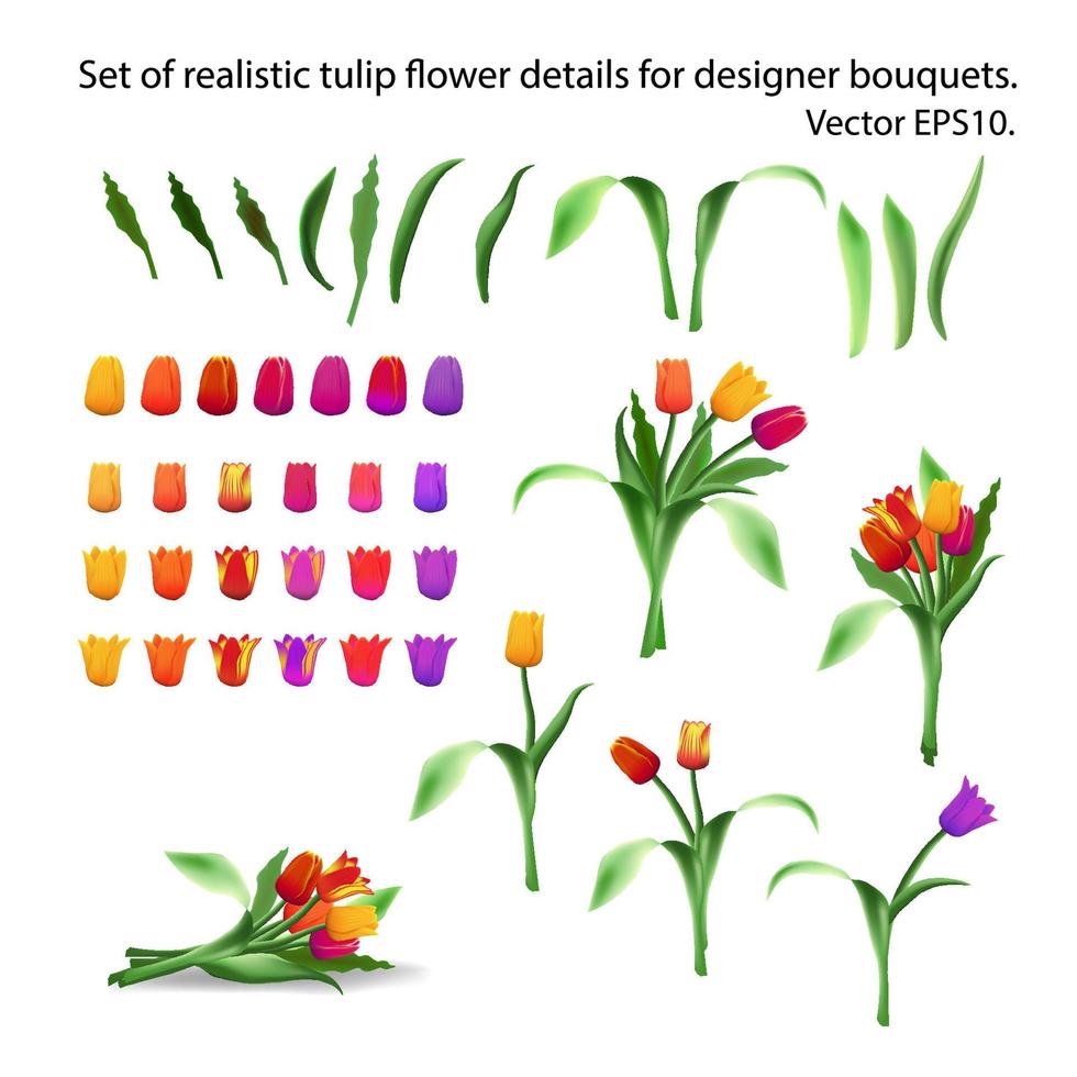 conjunto de realista tulipán flor detalles para arreglando ramos de flores constructor. diseñador de ramos de flores de tulipanes multicolor brotes, pétalos y tallos. largo hojas. aislado vector eps10.