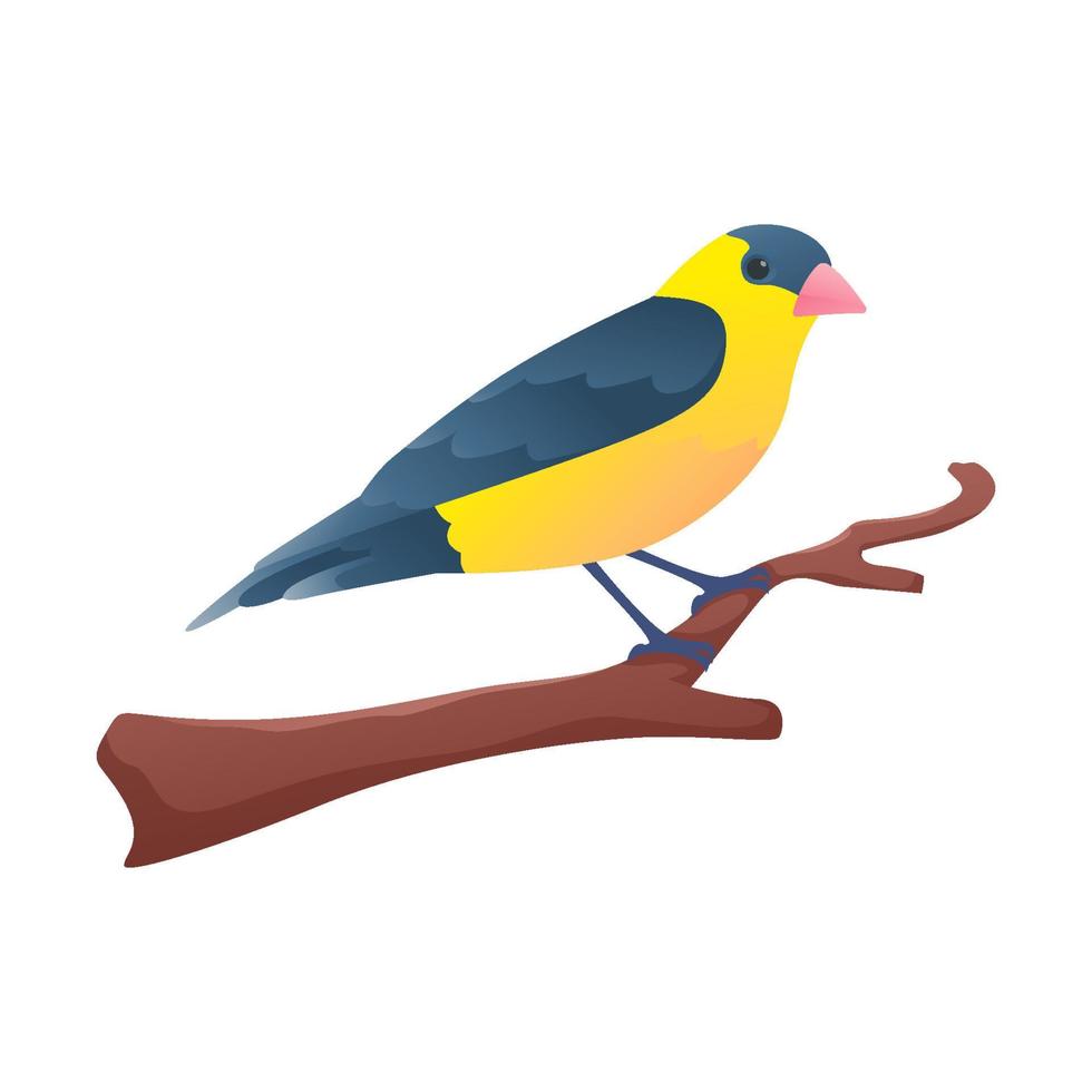 Lesser Goldfinch Perched on branch with isolated background vector