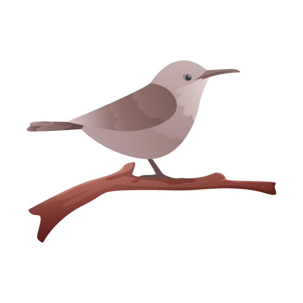 Canyon Wren Perched on branch with isolated background vector