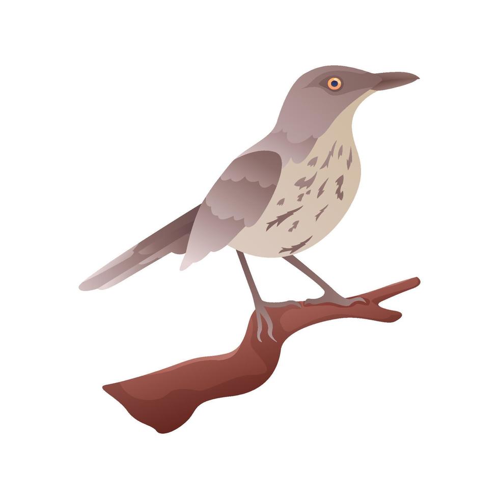 Brown Thrasher Perched on branch with isolated background vector