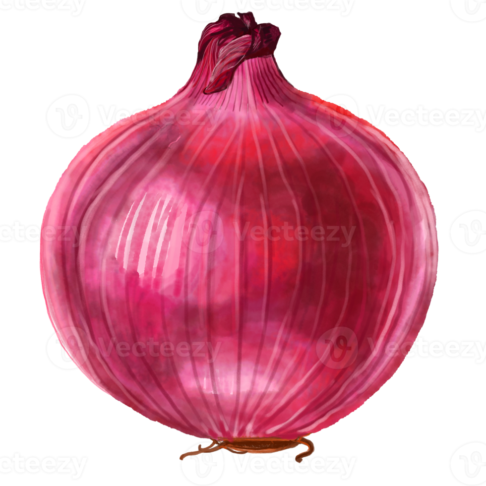 Watercolor and drawing for fresh shallot. Digital painting of fruits and vegetables illustration. Regional Foods Concept. png