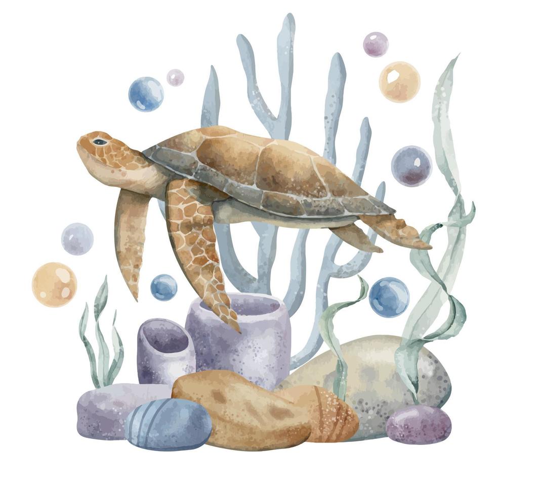 Watercolor illustration of Sea Turtle, Corals and Algae. Underwater life. Colorful hand drawn drawing on isolated background of wild undersea animal. Sketch of swimming marine tortoise for poster vector