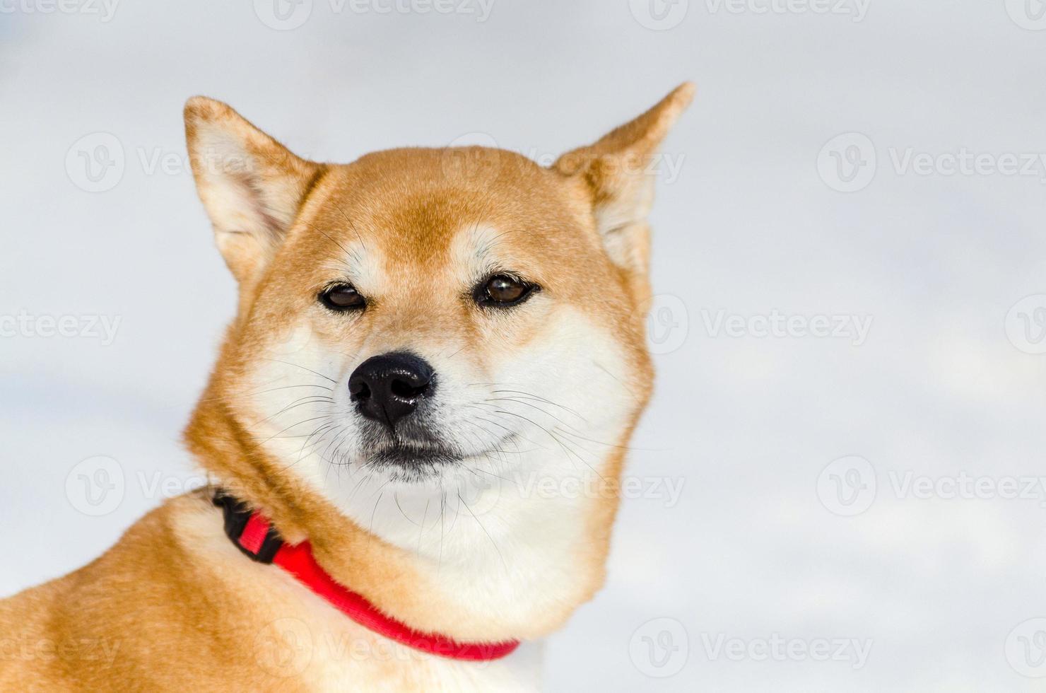 Akita dog, close up face portrait, snow background. Funny cute dog snout, copy space. Fluffy soft fur. photo