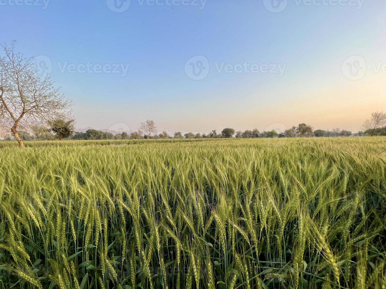 Green Wheat field whistle, Wheat bran fields and wheat in a village photo