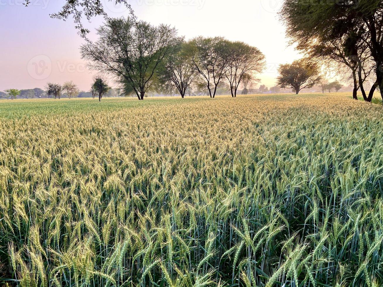 Green Wheat field whistle, Wheat bran fields and wheat in a village photo