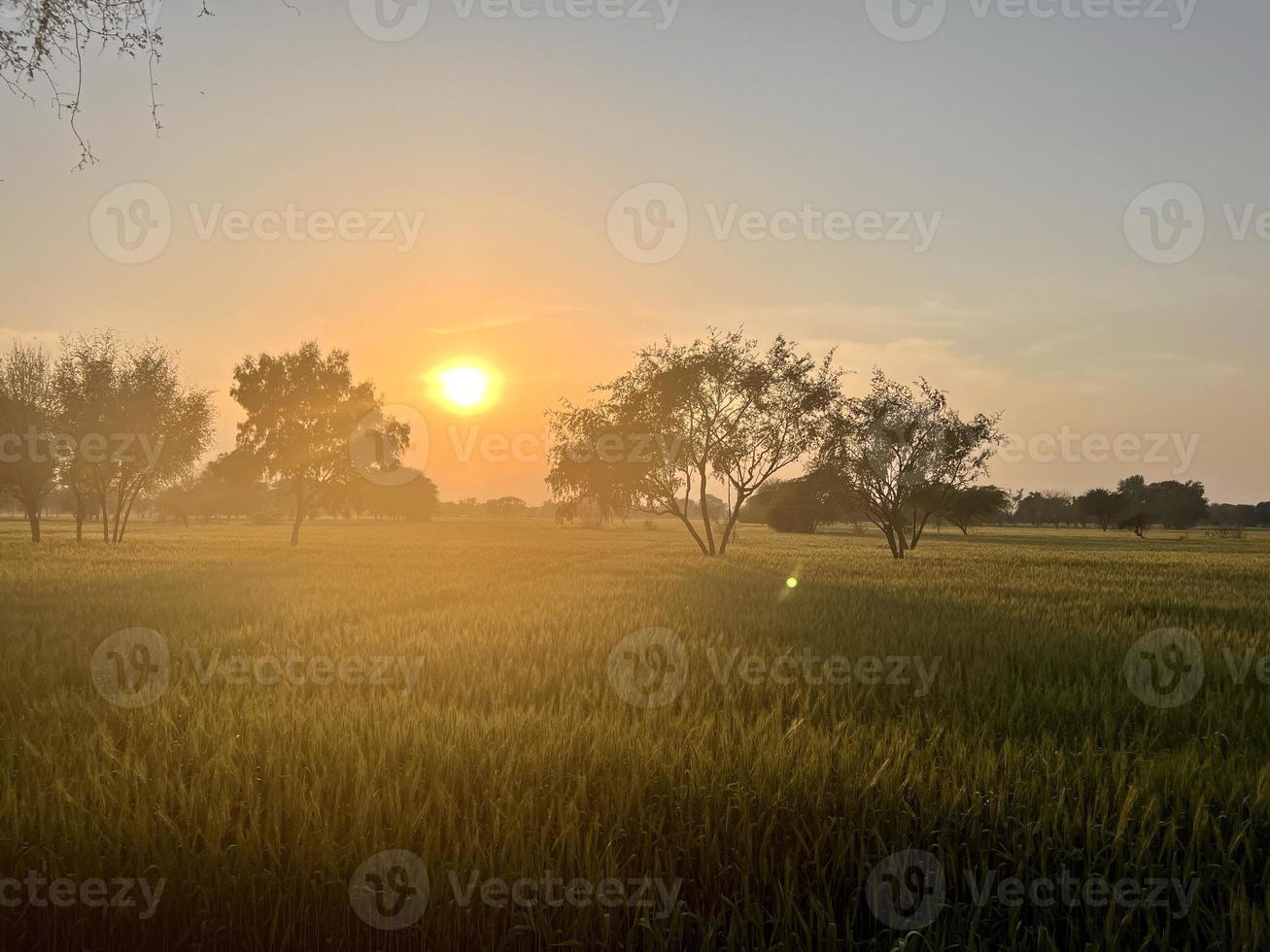 water gushing out from tube well through pipeline for irrigating the agricultural fields photo