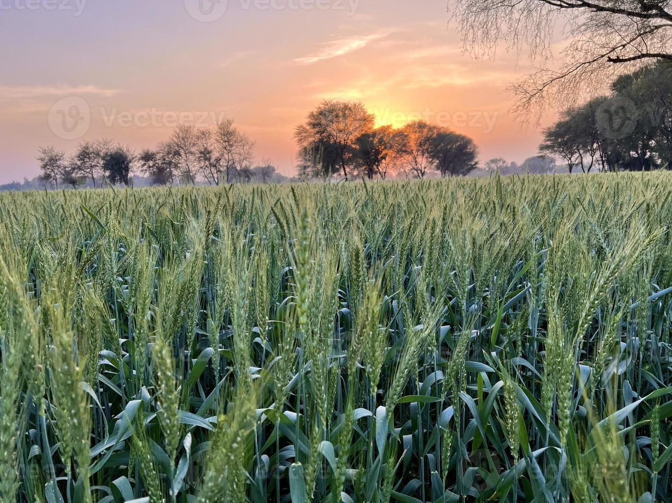 Green Wheat field whistle, Wheat bran fields and wheat in a village photo