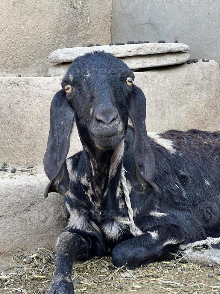 Lovely Goat in a house photo