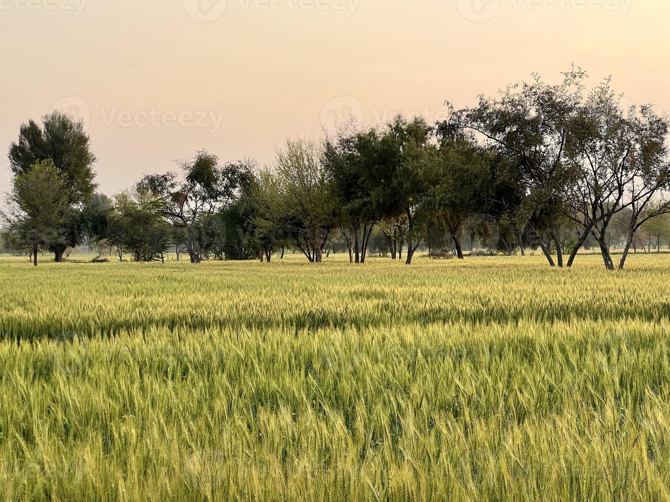 Green Wheat field whistle, Wheat bran fields and wheat in a village photo