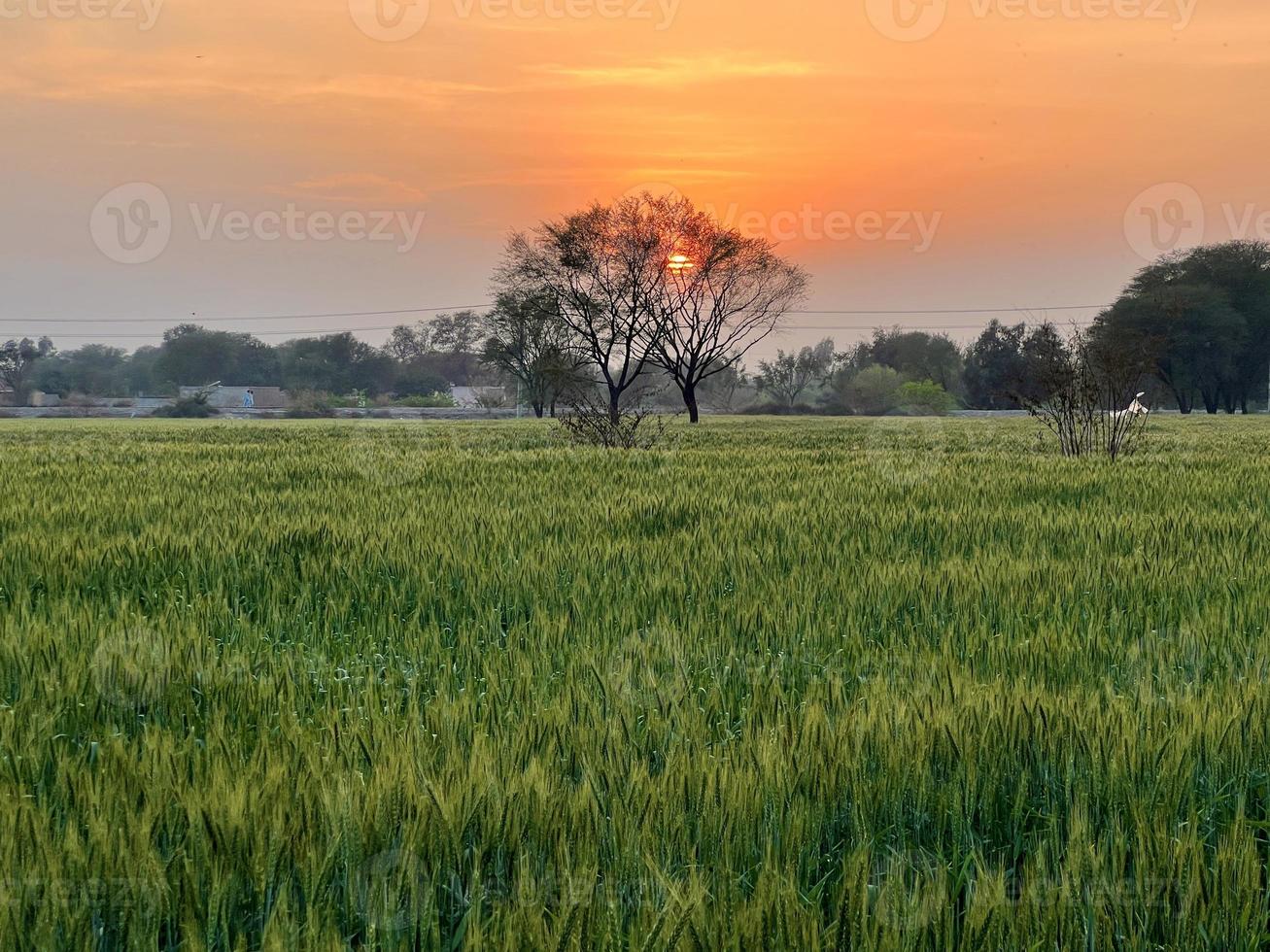 Green Wheat field whistle, Wheat bran fields and wheat in a village photo