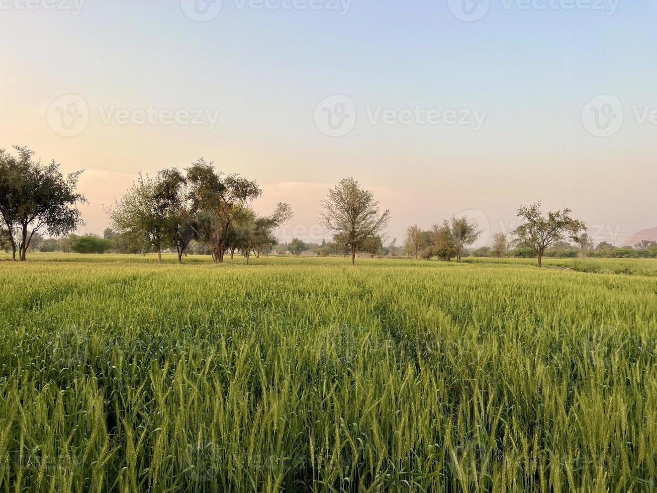 Green Wheat field whistle, Wheat bran fields and wheat in a village photo