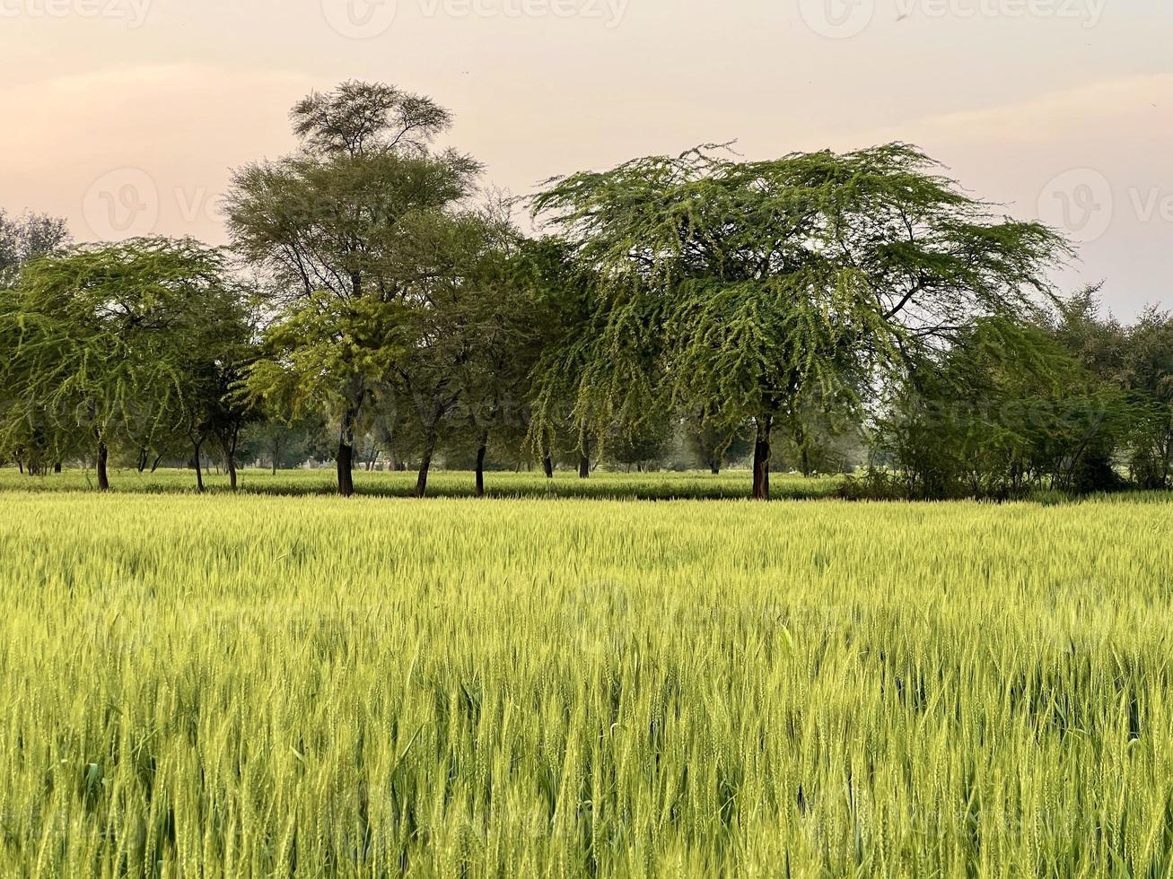 Green Wheat field whistle, Wheat bran fields and wheat in a village photo