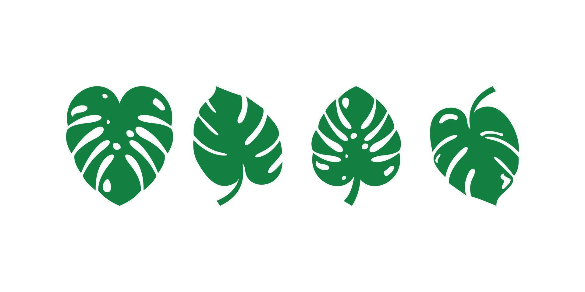 tropical leaf vector, green leaf, monstera leaf on white background vector