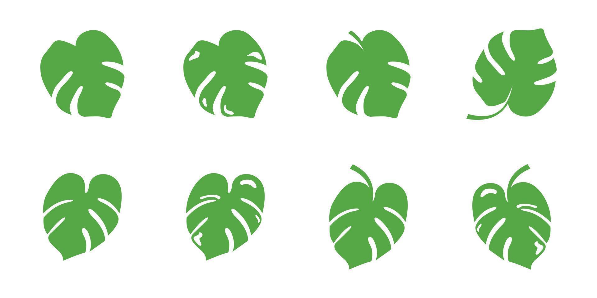 monstera vector leaf icon, tropical leaf on white background