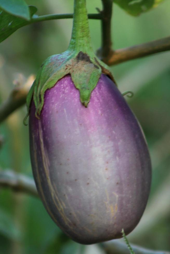 Organic plants, purple eggplant fruit vegetables, natural healthy vitamin foods photo