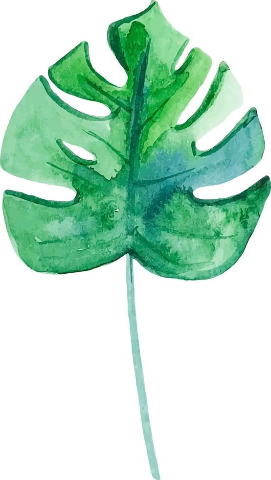 Watercolor green leaf monstera isolated on white vector