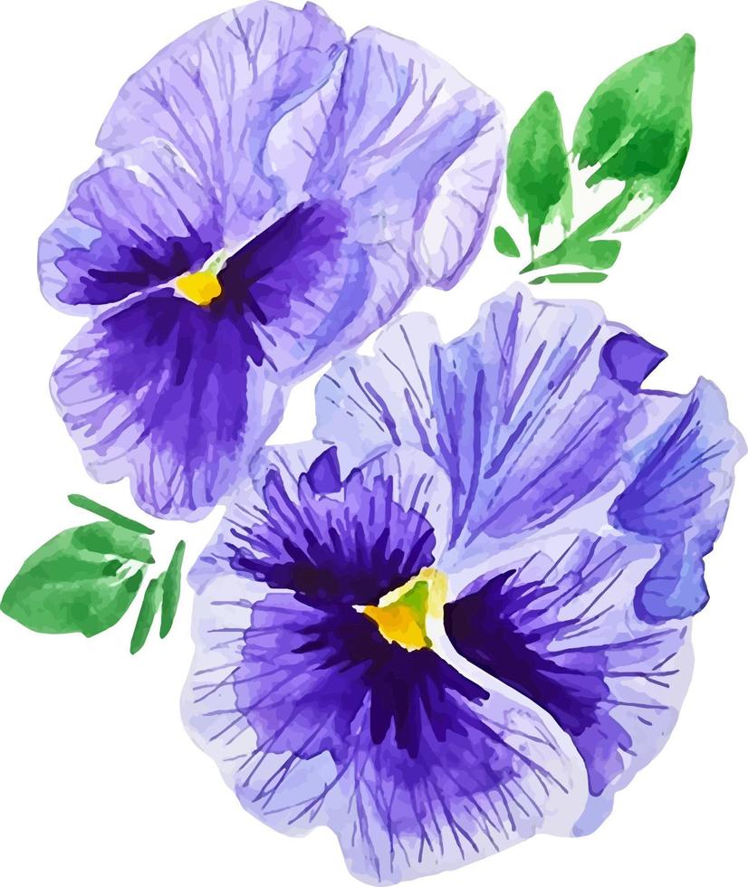 Composition of two violet pansy flowers with leaves watercolor floral clipart isolated vector