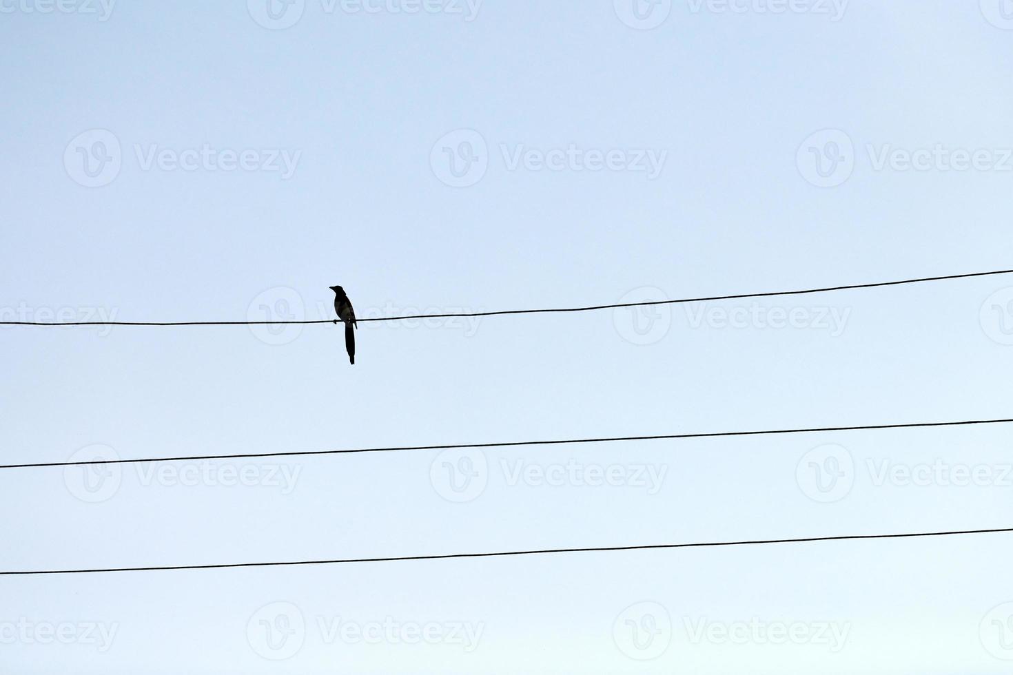 One alone bird on wire photo