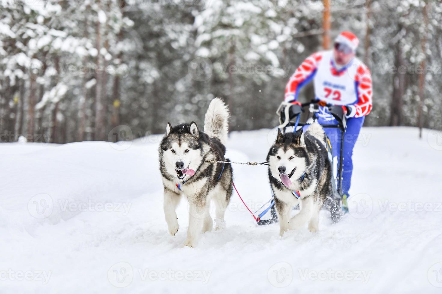 Husky sled dog racing photo