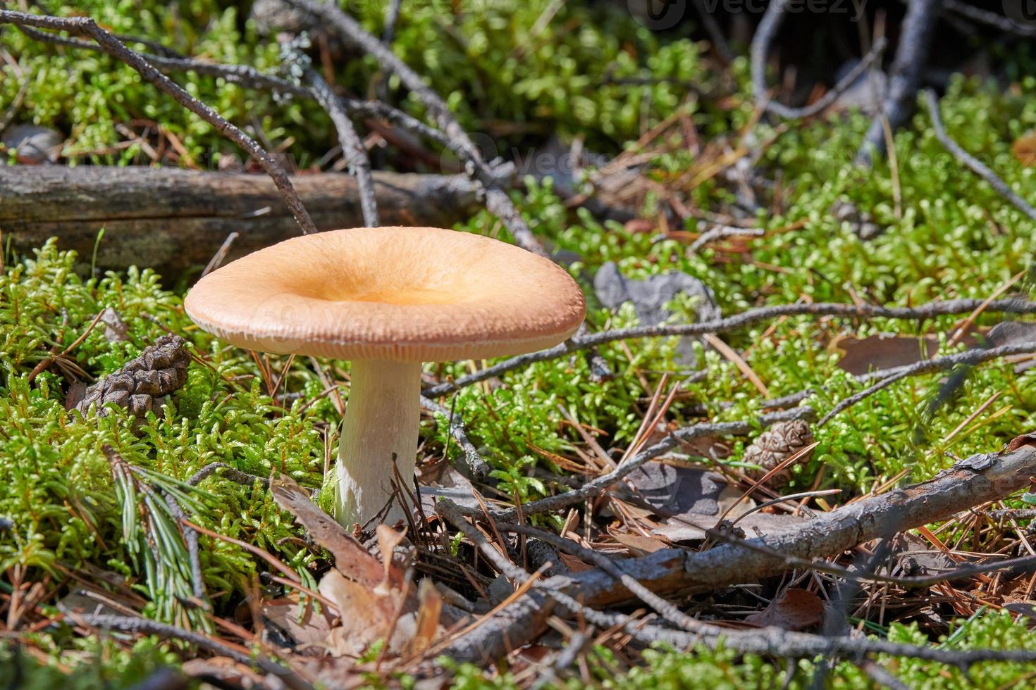 Russula mushroom in forest. Little edible fungus. Edible tasty mushroom. photo