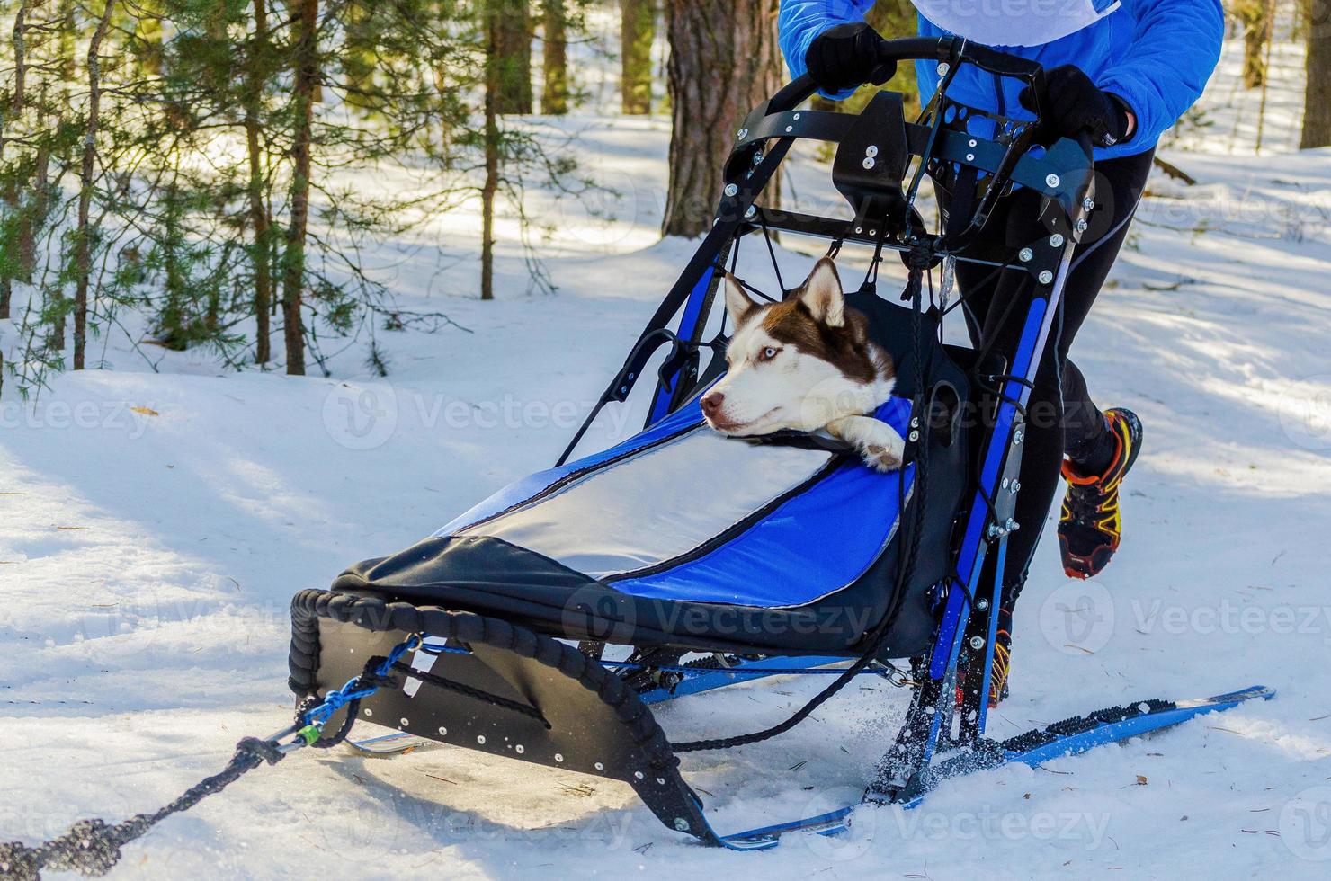 Funny siberian husky dogs in harness. Sled dogs race competition. Sleigh championship challenge in cold winter forest. photo