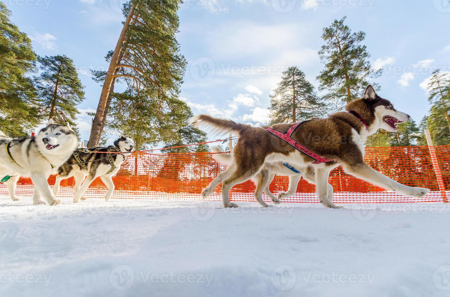 Sled dogs race competition. Siberian husky dogs in harness. Sleigh championship challenge in cold winter russia forest. photo