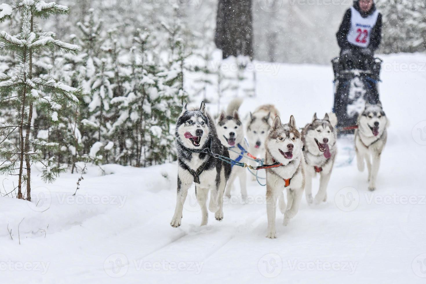 carreras de perros de trineo husky siberiano foto