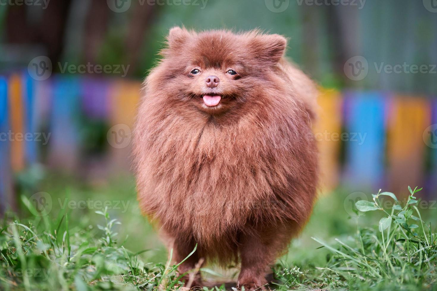 Pomeranian Spitz brown dog in garden photo
