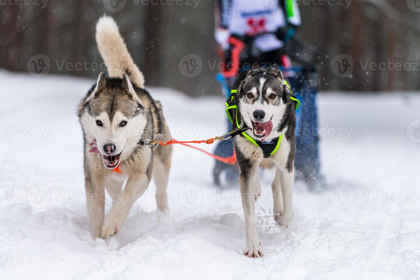 carreras de perros de trineo. equipo de perros de trineo husky en arnés corre y tira del conductor del perro. competición de campeonato de deportes de invierno. foto