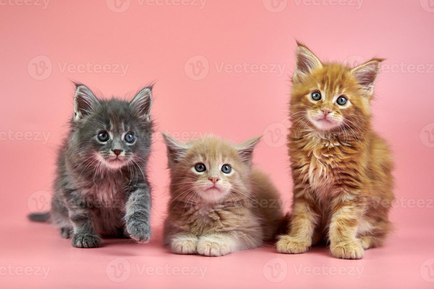 Maine coon kitten photo