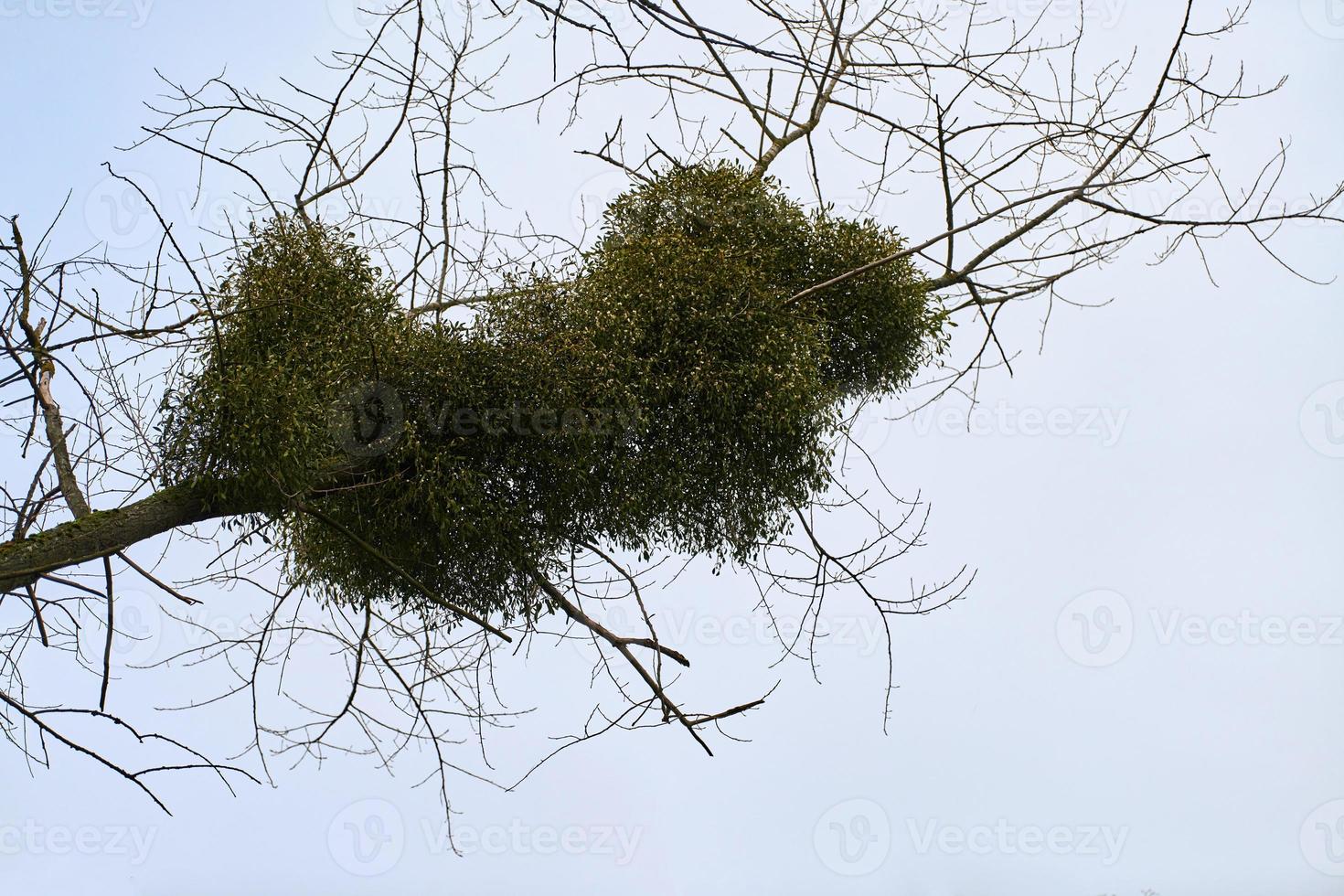 Viscum shrubs on tree branches photo