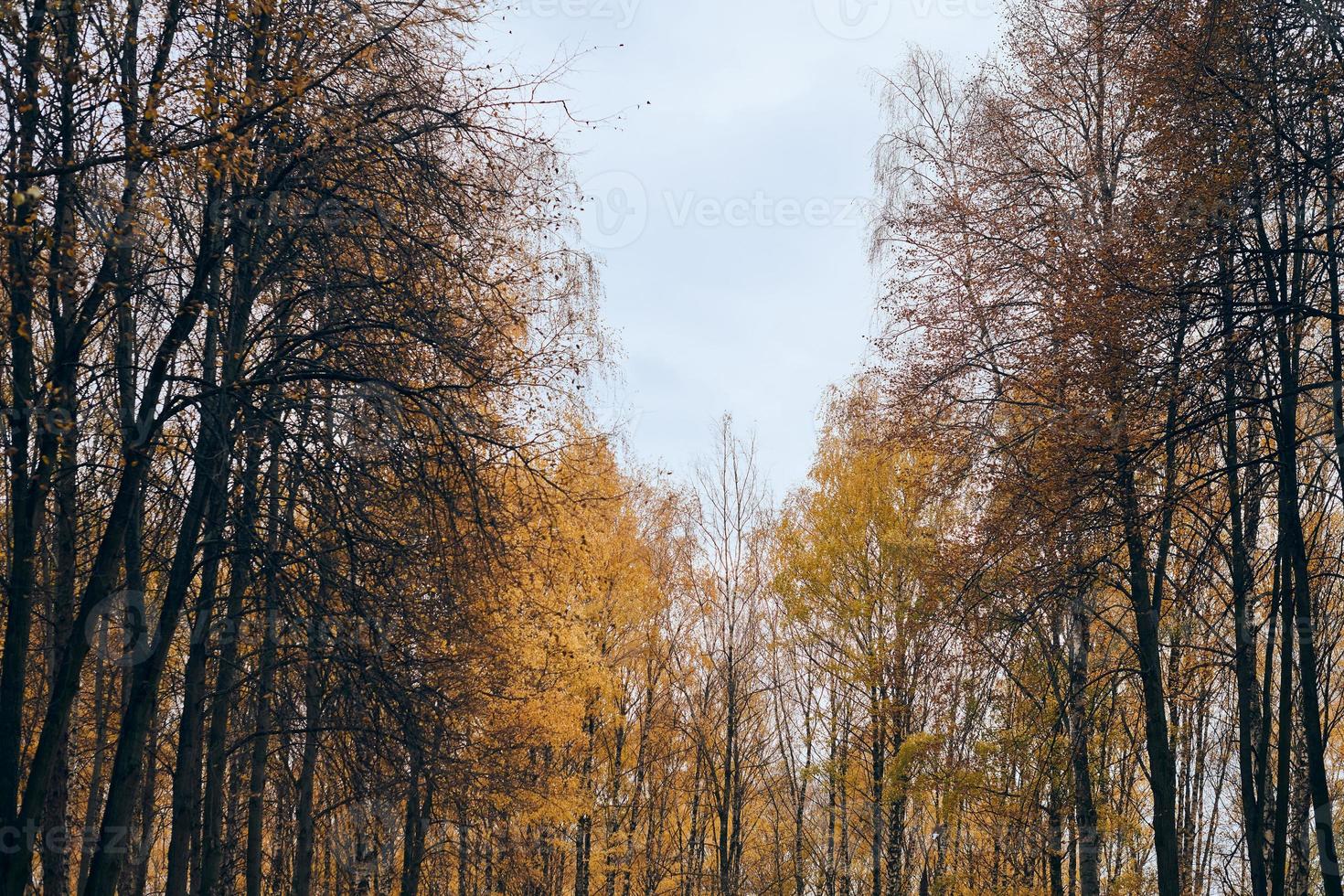Callejón de coronas de árboles de abedul de otoño foto