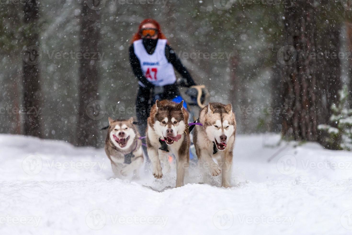 Sled dog racing. Husky sled dogs team pull a sled with dog driver. Winter competition. photo