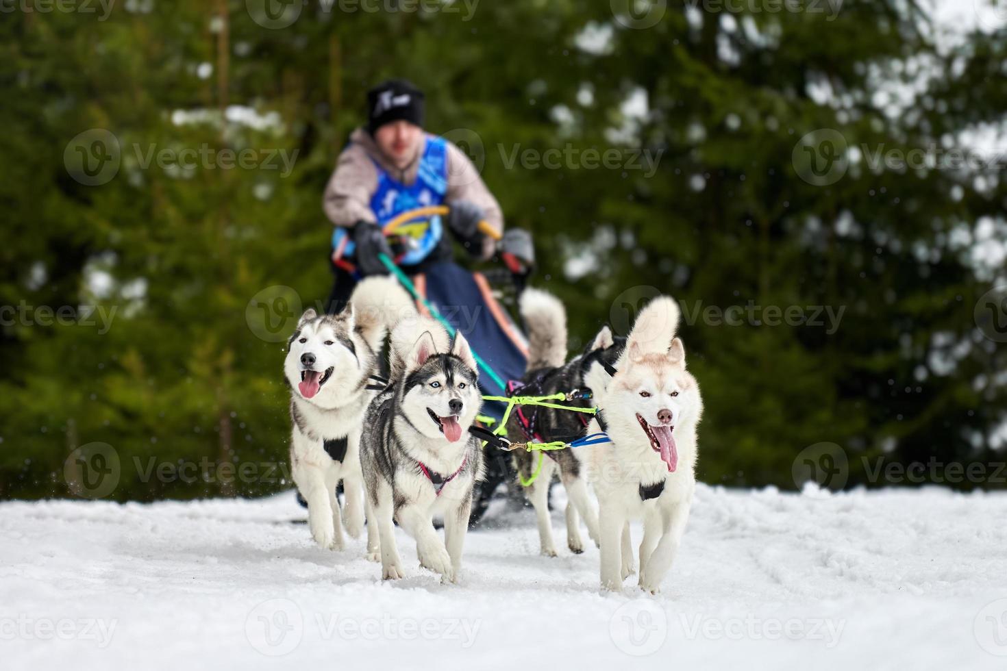 carreras de perros de trineo husky foto