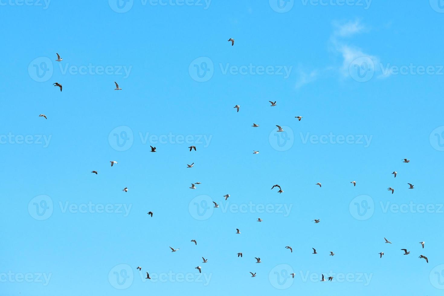 Birds seagulls flying in blue sky with white fluffy clouds photo