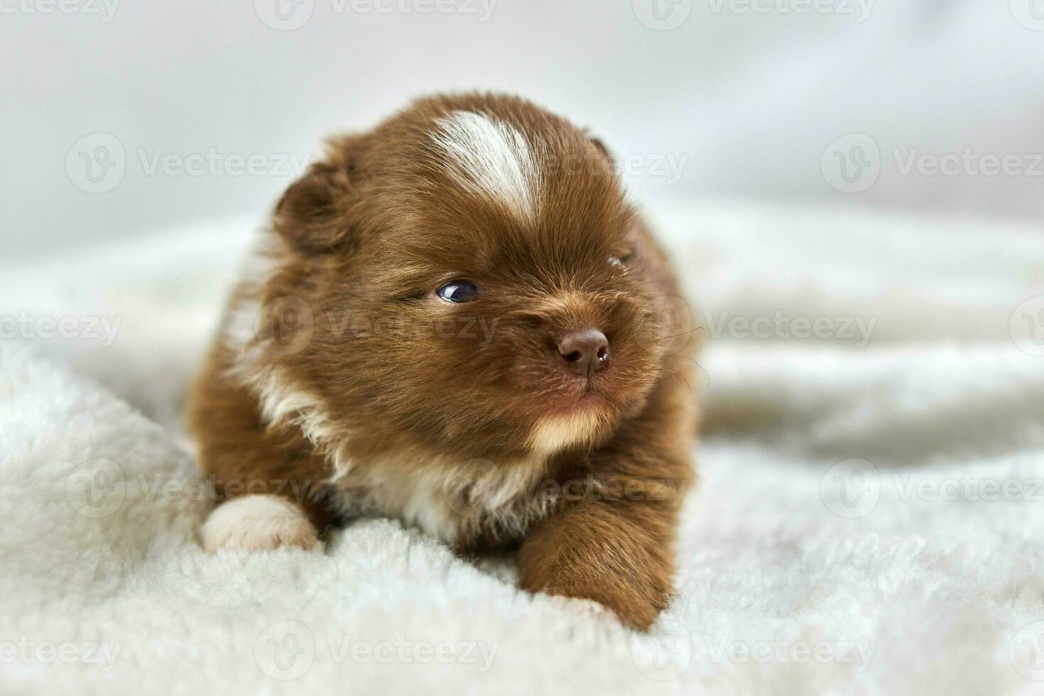 Little Chihuahua puppy sitting on soft white fabric, cute sleepy brown white dog breed on white photo