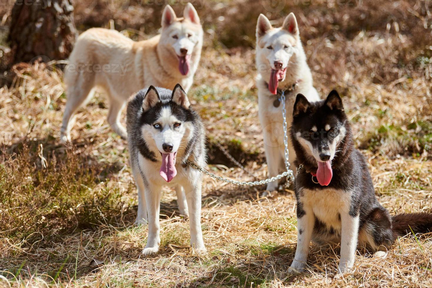 Four Siberian Husky dogs stands on forest grass, full size Husky dogs portrait photo