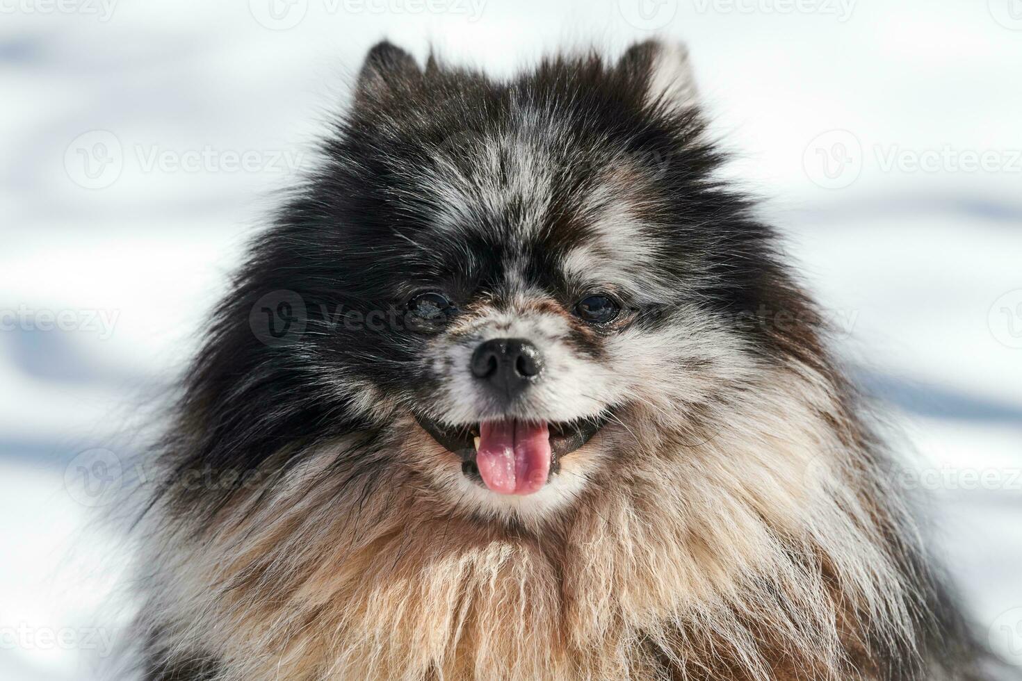 retrato de cierre de perro spitz pomeranian, lindo mármol negro con cachorro de spitz bronceado sentado en la nieve foto