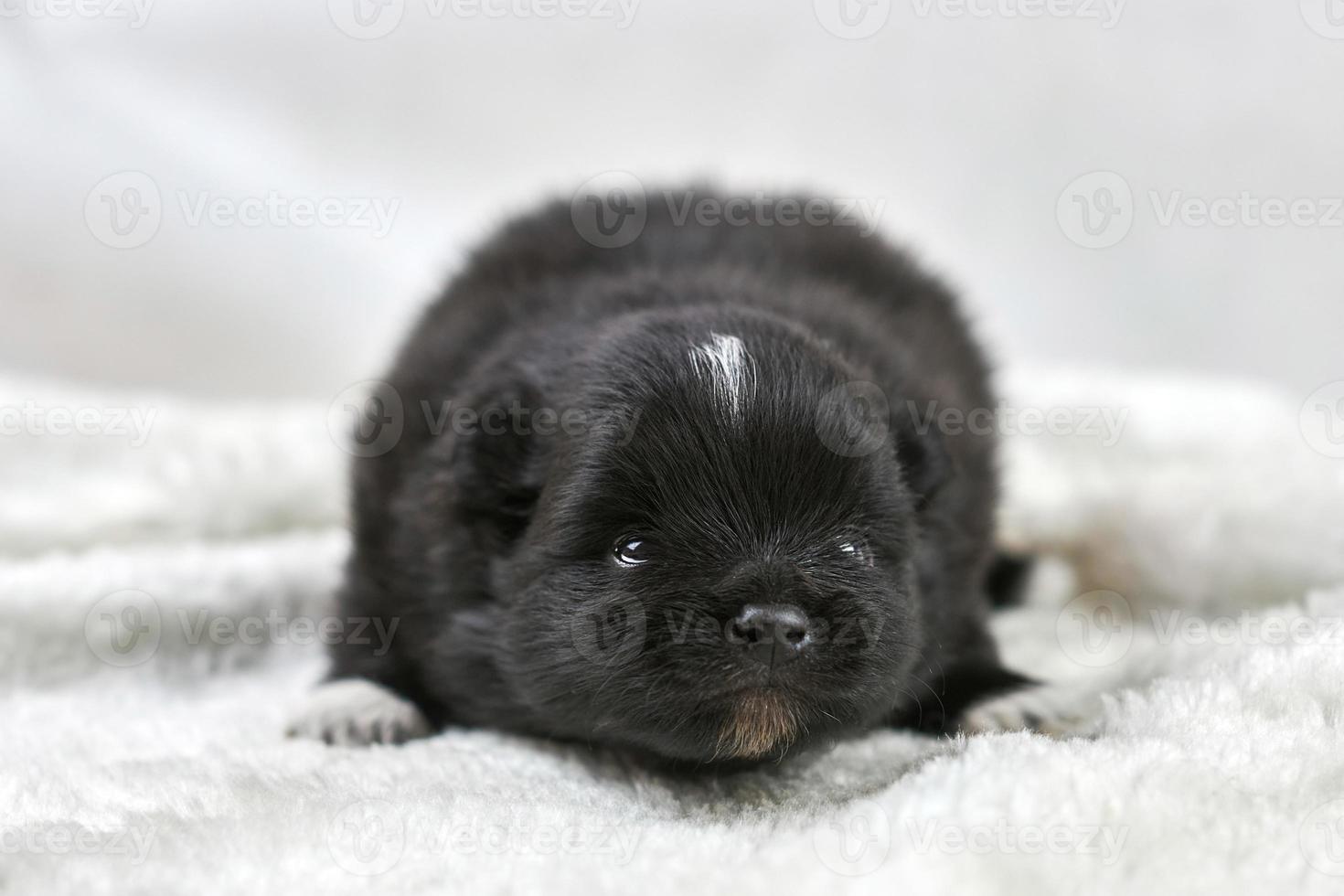 pequeño cachorro chihuahua acostado sobre tela blanca suave, linda raza de perro blanco marrón soñoliento sobre blanco foto