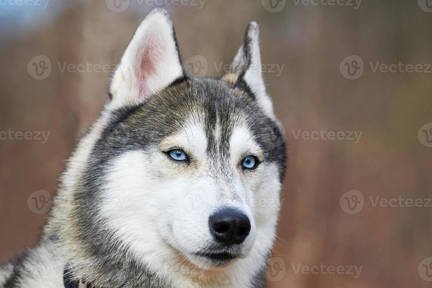 Siberian Husky dog portrait with blue eyes and gray coat color, cute sled dog breed photo