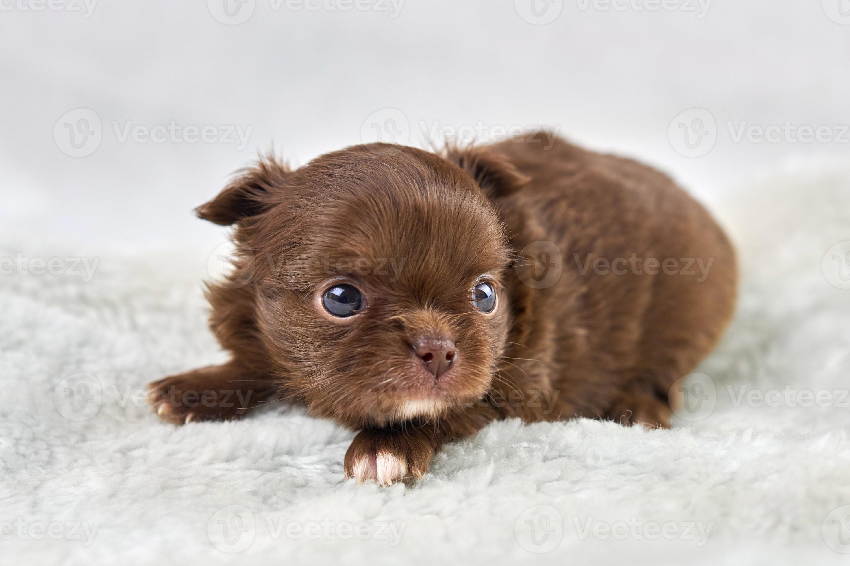 Little Chihuahua puppy on soft white fabric, cute brown dog breed ...